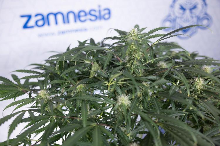 Critical Cheese Auto #2 - Zamnesia x B&B. Week 6 - Critical Cheese #2 - Bloom - Week 6/7