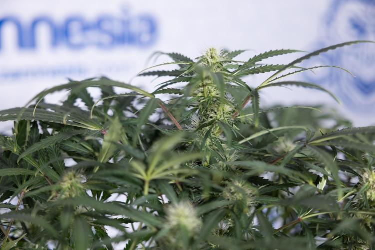 Critical Cheese Auto #2 - Zamnesia x B&B. Week 6 - Critical Cheese #2 - Bloom - Week 6/7