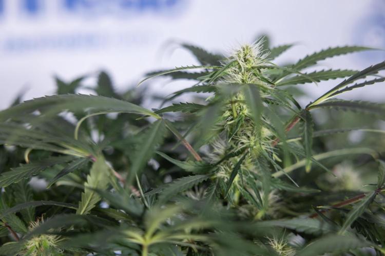 Critical Cheese Auto #2 - Zamnesia x B&B. Week 6 - Critical Cheese #2 - Bloom - Week 6/7