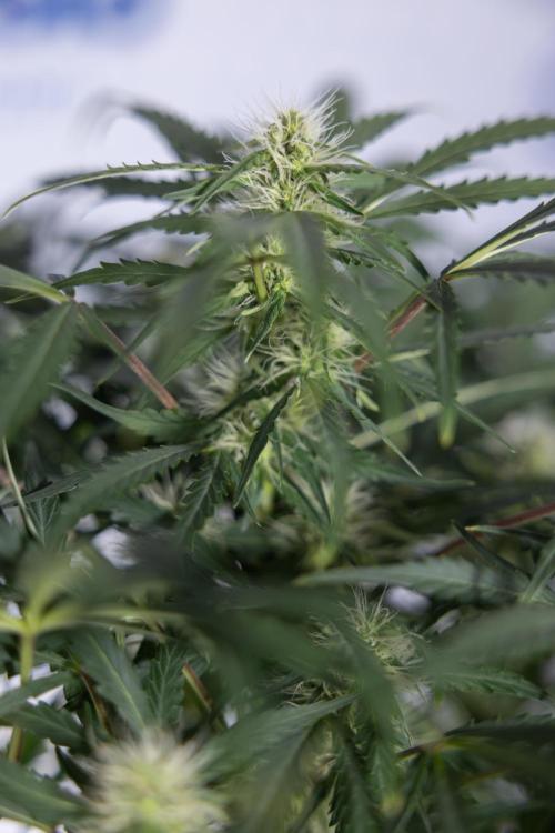 Critical Cheese Auto #2 - Zamnesia x B&B. Week 6 - Critical Cheese #2 - Bloom - Week 6/7