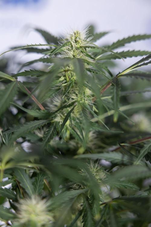 Critical Cheese Auto #2 - Zamnesia x B&B. Week 6 - Critical Cheese #2 - Bloom - Week 6/7