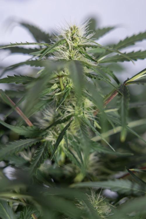 Critical Cheese Auto #2 - Zamnesia x B&B. Week 6 - Critical Cheese #2 - Bloom - Week 6/7