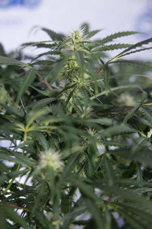 Critical Cheese Auto #2 - Zamnesia x B&B. Week 6 - Critical Cheese #2 - Bloom - Week 6/7