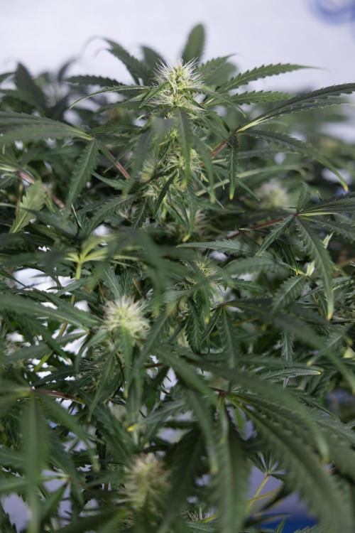 Critical Cheese Auto #2 - Zamnesia x B&B. Week 6 - Critical Cheese #2 - Bloom - Week 6/7