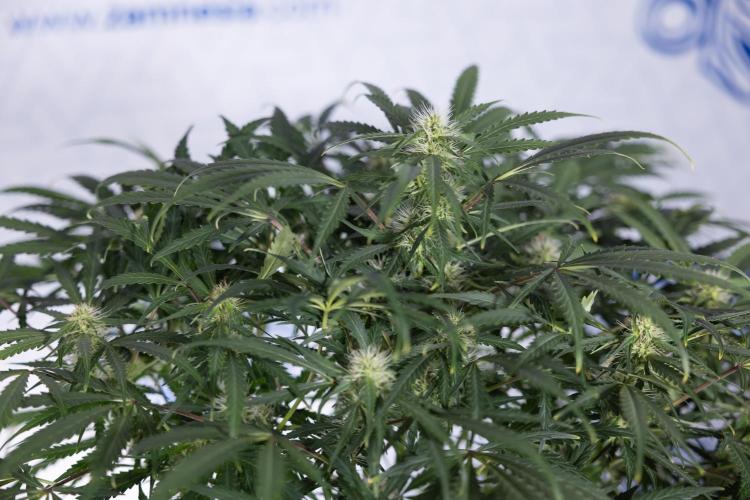 Critical Cheese Auto #2 - Zamnesia x B&B. Week 6 - Critical Cheese #2 - Bloom - Week 6/7