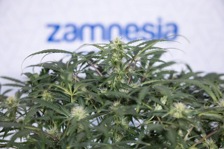 Critical Cheese Auto #2 - Zamnesia x B&B. Week 6 - Critical Cheese #2 - Bloom - Week 6/7