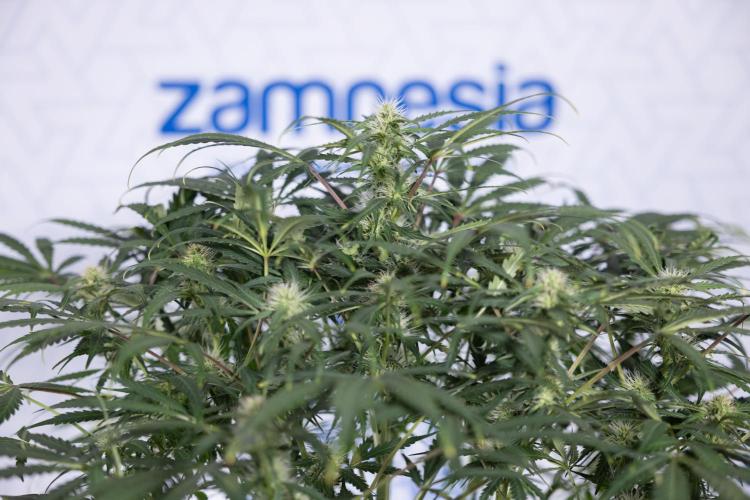 Critical Cheese Auto #2 - Zamnesia x B&B. Week 6 - Critical Cheese #2 - Bloom - Week 6/7