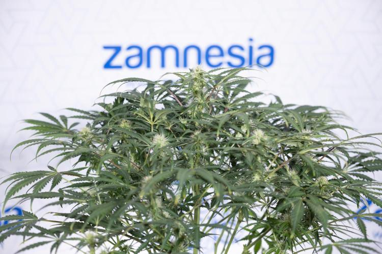 Critical Cheese Auto #2 - Zamnesia x B&B. Week 6 - Critical Cheese #2 - Bloom - Week 6/7