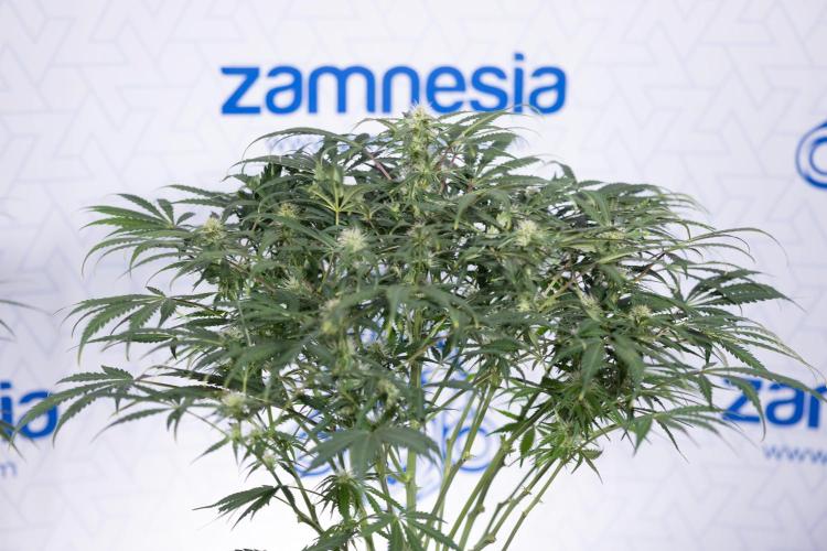 Critical Cheese Auto #2 - Zamnesia x B&B. Week 6 - Critical Cheese #2 - Bloom - Week 6/7