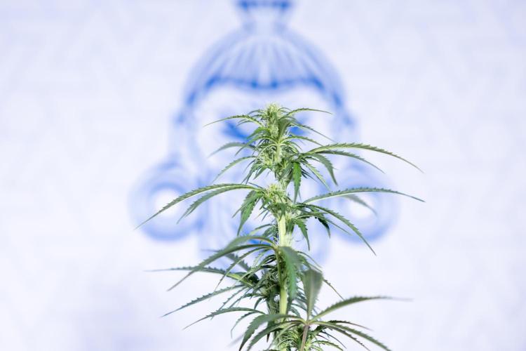 Tangerine Dream  Auto - Zamnesia x B&B. Week 6 - Tangerine Dream Automatic - Week 6/7 - Bloom