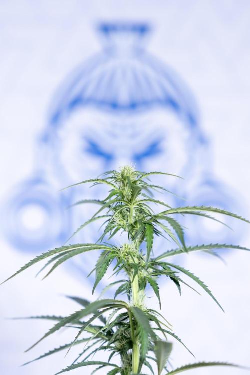 Tangerine Dream  Auto - Zamnesia x B&B. Week 6 - Tangerine Dream Automatic - Week 6/7 - Bloom