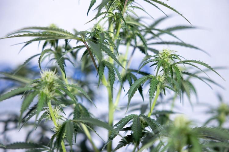 Tangerine Dream  Auto - Zamnesia x B&B. Week 6 - Tangerine Dream Automatic - Week 6/7 - Bloom