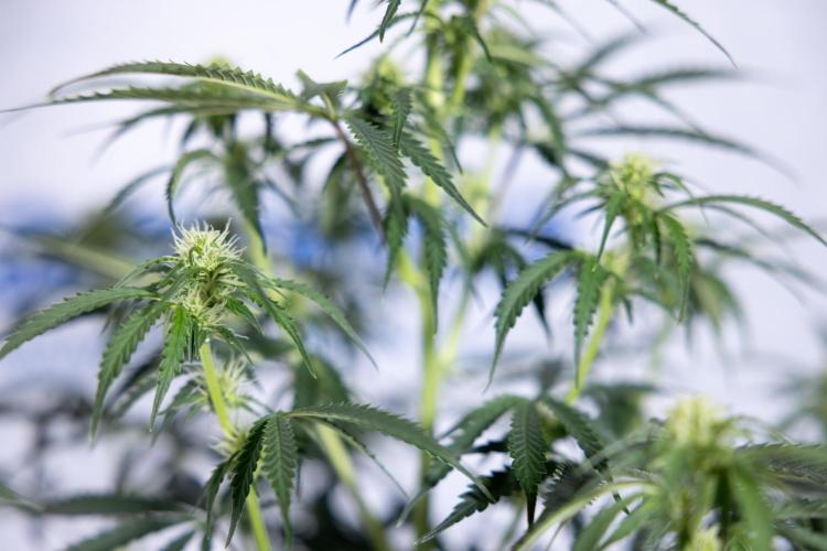 Tangerine Dream  Auto - Zamnesia x B&B. Week 6 - Tangerine Dream Automatic - Week 6/7 - Bloom