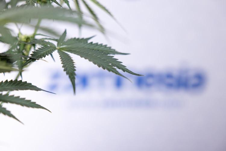 Tangerine Dream  Auto - Zamnesia x B&B. Week 6 - Tangerine Dream Automatic - Week 6/7 - Bloom