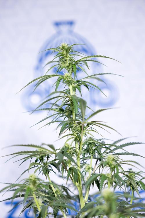 Tangerine Dream  Auto - Zamnesia x B&B. Week 6 - Tangerine Dream Automatic - Week 6/7 - Bloom