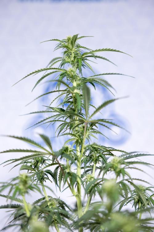 Tangerine Dream  Auto - Zamnesia x B&B. Week 6 - Tangerine Dream Automatic - Week 6/7 - Bloom