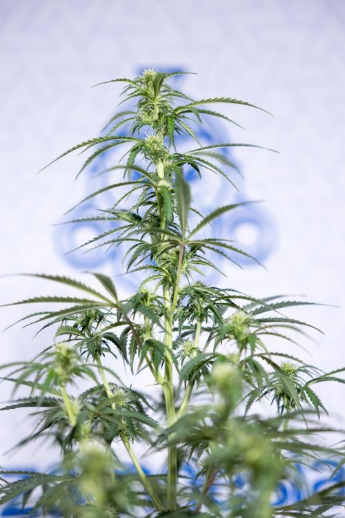 Tangerine Dream  Auto - Zamnesia x B&B. Week 6 - Tangerine Dream Automatic - Week 6/7 - Bloom