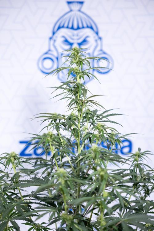 Tangerine Dream  Auto - Zamnesia x B&B. Week 6 - Tangerine Dream Automatic - Week 6/7 - Bloom