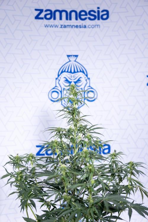 Tangerine Dream  Auto - Zamnesia x B&B. Week 6 - Tangerine Dream Automatic - Week 6/7 - Bloom