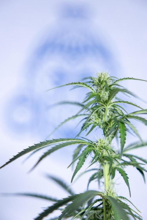 Tangerine Dream  Auto - Zamnesia x B&B. Week 6 - Tangerine Dream Automatic - Week 6/7 - Bloom