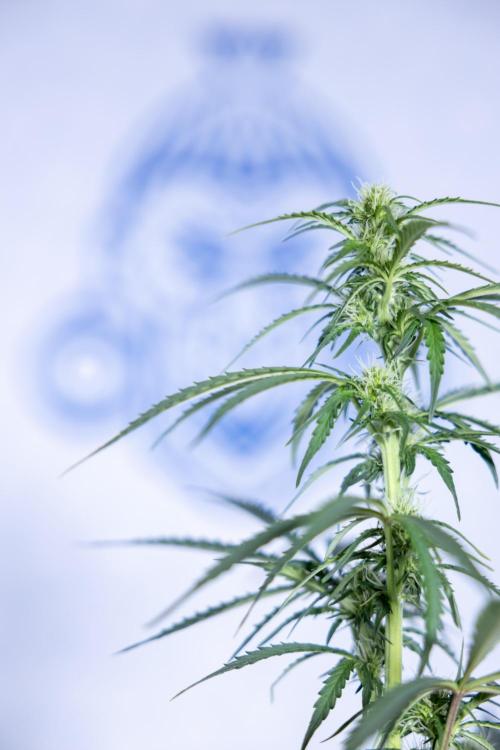 Tangerine Dream  Auto - Zamnesia x B&B. Week 6 - Tangerine Dream Automatic - Week 6/7 - Bloom