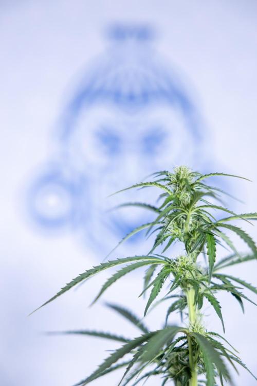 Tangerine Dream  Auto - Zamnesia x B&B. Week 6 - Tangerine Dream Automatic - Week 6/7 - Bloom