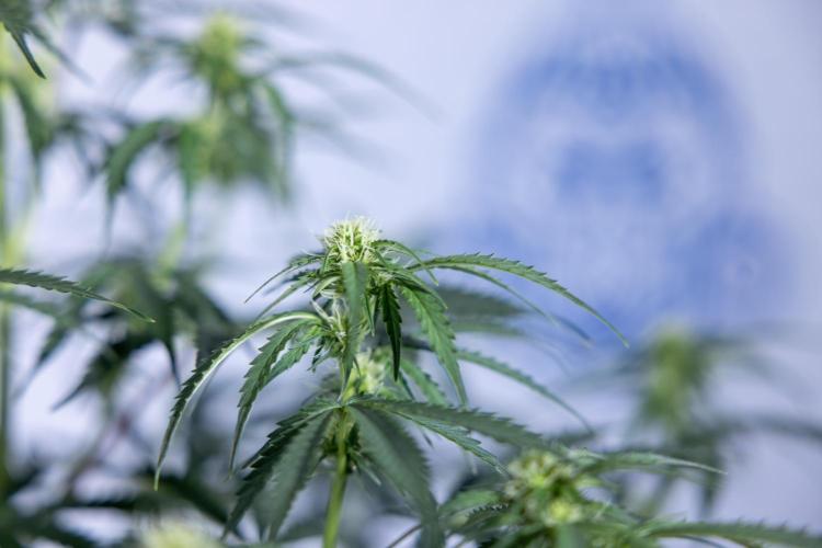 Tangerine Dream  Auto - Zamnesia x B&B. Week 6 - Tangerine Dream Automatic - Week 6/7 - Bloom