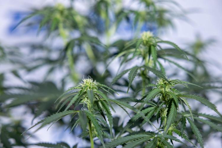 Tangerine Dream  Auto - Zamnesia x B&B. Week 6 - Tangerine Dream Automatic - Week 6/7 - Bloom