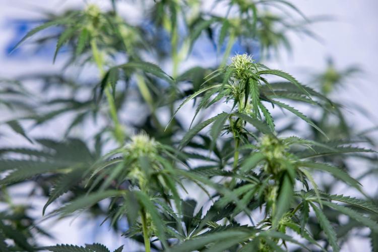 Tangerine Dream  Auto - Zamnesia x B&B. Week 6 - Tangerine Dream Automatic - Week 6/7 - Bloom