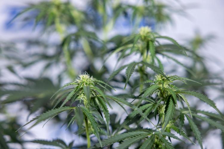 Tangerine Dream  Auto - Zamnesia x B&B. Week 6 - Tangerine Dream Automatic - Week 6/7 - Bloom