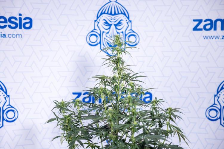 Tangerine Dream  Auto - Zamnesia x B&B. Week 6 - Tangerine Dream Automatic - Week 6/7 - Bloom