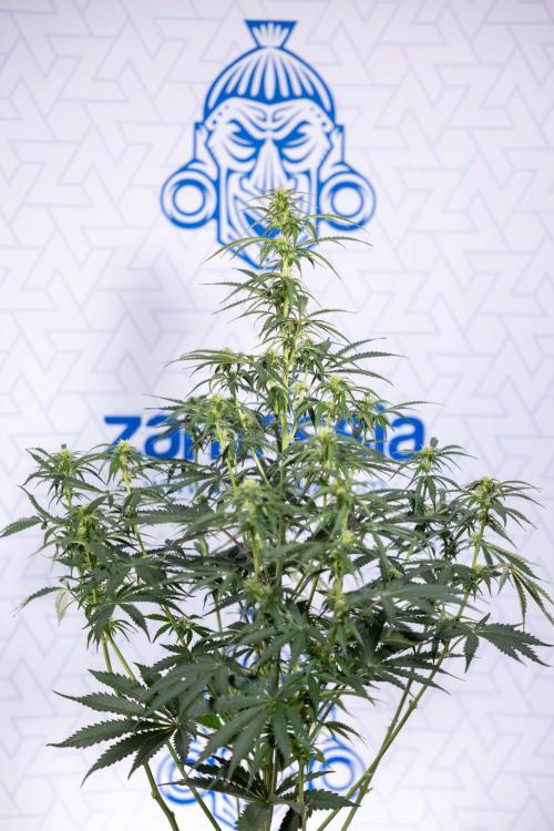 Tangerine Dream  Auto - Zamnesia x B&B. Week 6 - Tangerine Dream Automatic - Week 6/7 - Bloom