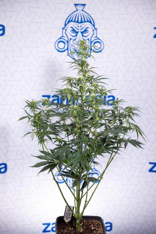 Tangerine Dream  Auto - Zamnesia x B&B. Week 6 - Tangerine Dream Automatic - Week 6/7 - Bloom