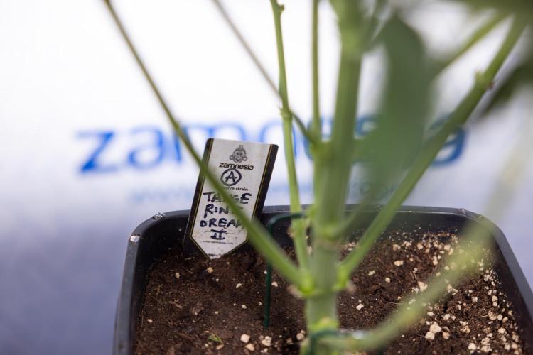 Tangerine Dream  Auto - Zamnesia x B&B. Week 6 - Tangerine Dream Automatic - Week 6/7 - Bloom