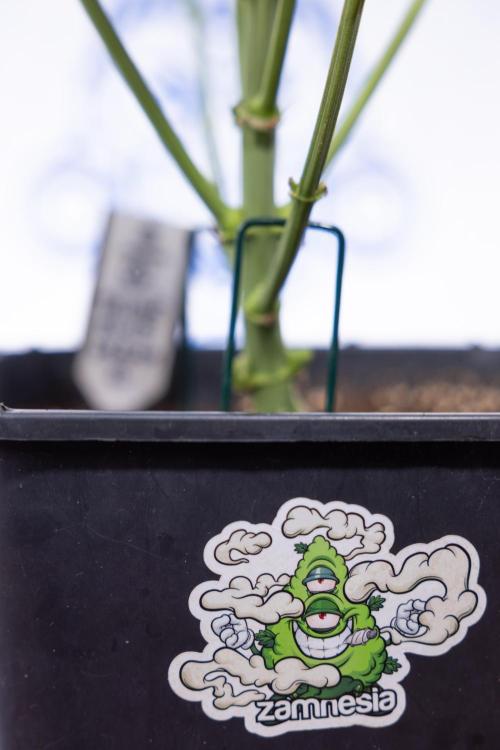 Tangerine Dream  Auto - Zamnesia x B&B. Week 6 - Tangerine Dream Automatic - Week 6/7 - Bloom