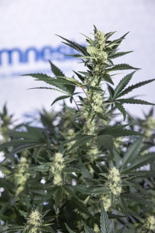 Monster Dwarf #1 Auto - Zamnesia x B&B. Week 6 - Monster Dwarf #1 - Bloom - week 7 - No Techniques