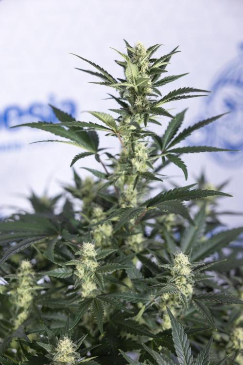 Monster Dwarf #1 Auto - Zamnesia x B&B. Week 6 - Monster Dwarf #1 - Bloom - week 7 - No Techniques