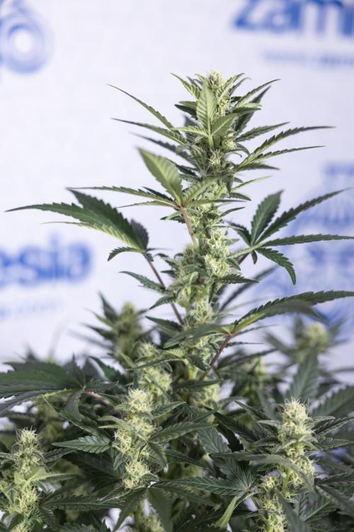 Monster Dwarf #1 Auto - Zamnesia x B&B. Week 6 - Monster Dwarf #1 - Bloom - week 7 - No Techniques