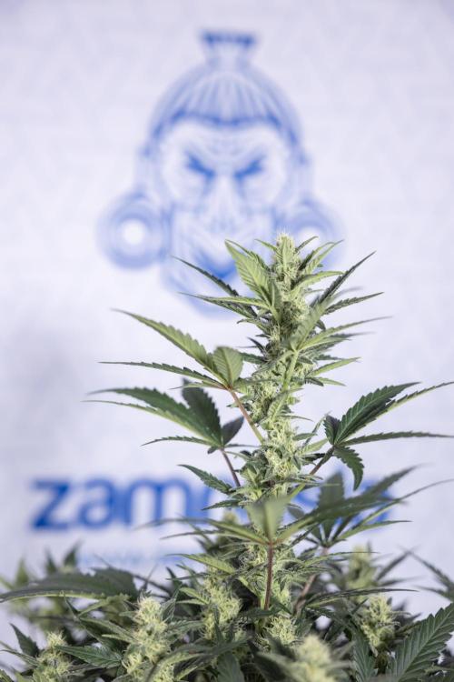 Monster Dwarf #1 Auto - Zamnesia x B&B. Week 6 - Monster Dwarf #1 - Bloom - week 7 - No Techniques