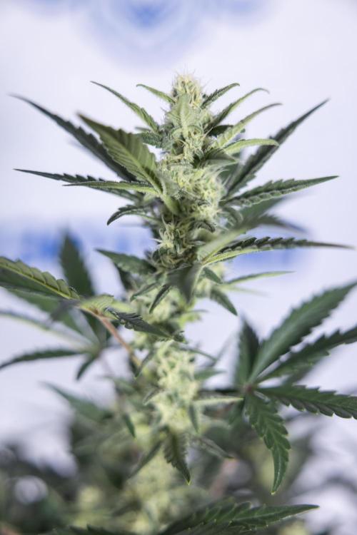 Monster Dwarf #1 Auto - Zamnesia x B&B. Week 6 - Monster Dwarf #1 - Bloom - week 7 - No Techniques