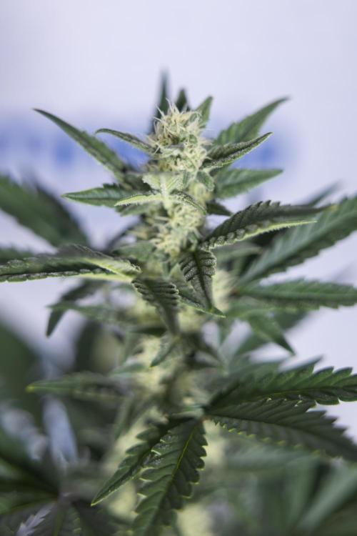 Monster Dwarf #1 Auto - Zamnesia x B&B. Week 6 - Monster Dwarf #1 - Bloom - week 7 - No Techniques