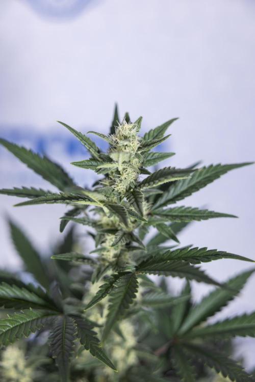 Monster Dwarf #1 Auto - Zamnesia x B&B. Week 6 - Monster Dwarf #1 - Bloom - week 7 - No Techniques