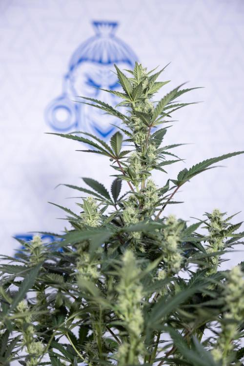 Monster Dwarf #1 Auto - Zamnesia x B&B. Week 6 - Monster Dwarf #1 - Bloom - week 7 - No Techniques