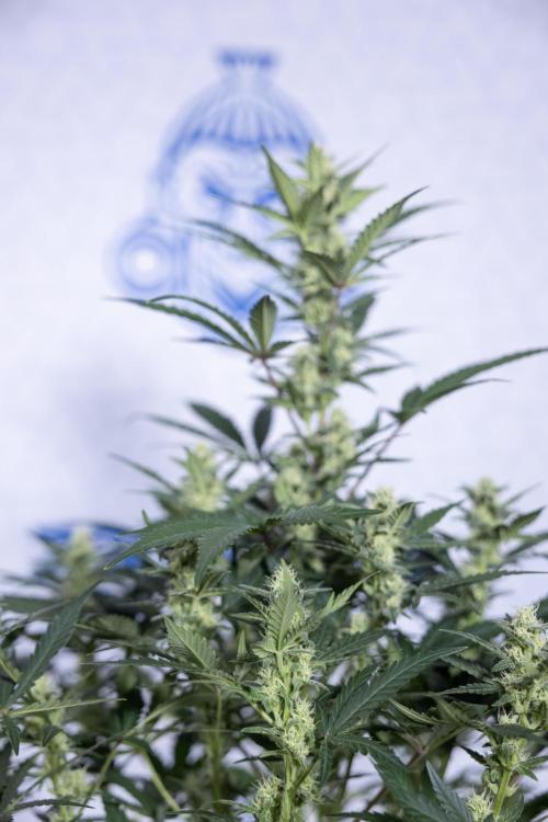 Monster Dwarf #1 Auto - Zamnesia x B&B. Week 6 - Monster Dwarf #1 - Bloom - week 7 - No Techniques