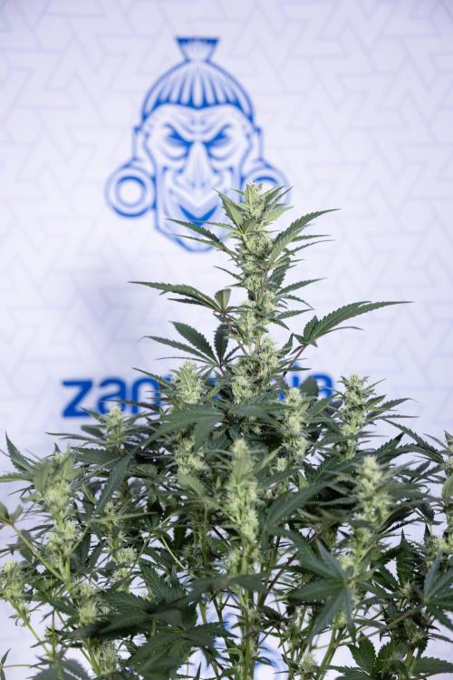 Monster Dwarf #1 Auto - Zamnesia x B&B. Week 6 - Monster Dwarf #1 - Bloom - week 7 - No Techniques