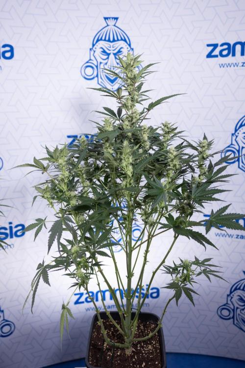 Monster Dwarf #1 Auto - Zamnesia x B&B. Week 6 - Monster Dwarf #1 - Bloom - week 7 - No Techniques