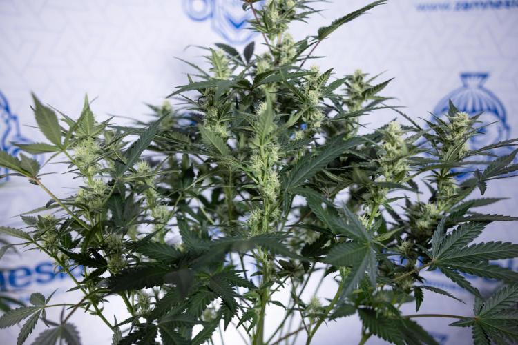 Monster Dwarf #1 Auto - Zamnesia x B&B. Week 6 - Monster Dwarf #1 - Bloom - week 7 - No Techniques