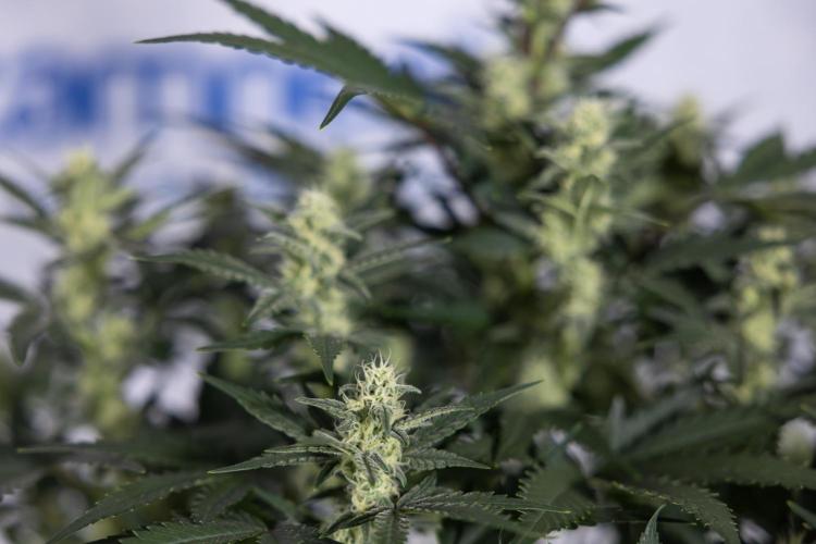 Monster Dwarf #1 Auto - Zamnesia x B&B. Week 6 - Monster Dwarf #1 - Bloom - week 7 - No Techniques