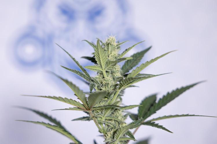 Monster Dwarf #1 Auto - Zamnesia x B&B. Week 6 - Monster Dwarf #1 - Bloom - week 7 - No Techniques