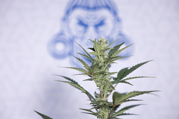 Monster Dwarf #1 Auto - Zamnesia x B&B. Week 6 - Monster Dwarf #1 - Bloom - week 7 - No Techniques